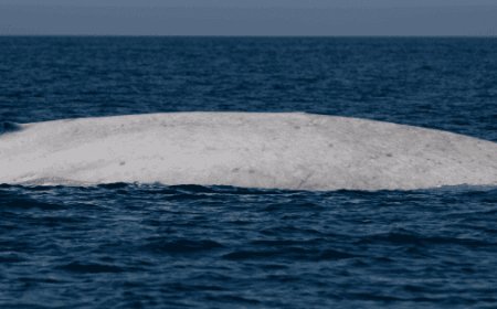 Un gigante blanco en Loreto: el avistamiento sin precedentes de una ballena azul albina