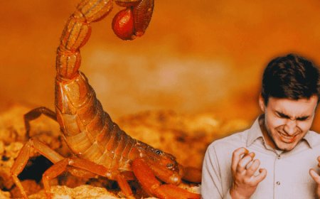 Alacranes en México: desmontando mitos peligrosos ante la temporada de calor