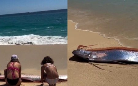 Avistamiento de peces remo en México reaviva mitos y reflexiones científicas