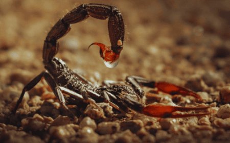La amenaza real del alacrán en México: una entre 221 especies requiere atención