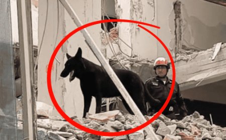 Togo, el binomio canino que marcó un hito en el rescate tras el derrumbe de San Antonio Abad