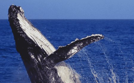 La cancelación del proyecto Vista Pacífico LNG reaviva el debate desarrollo-conservación