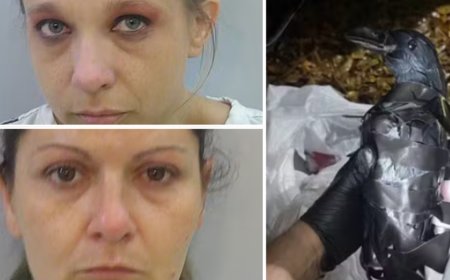 La innovación delictiva: drones camuflados como aves para contrabando carcelario