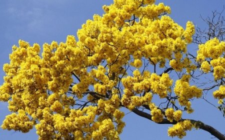 De Floricienta a fenómeno global: cómo una telenovela dicta rituales afectivos