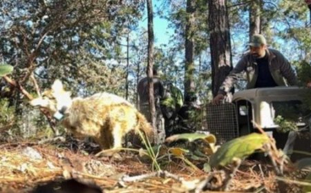 El lobo mexicano regresa a la Sierra Madre Occidental tras medio siglo de ausencia