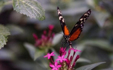 La mariposa monarca recupera terreno en México, pero persisten amenazas transfronterizas