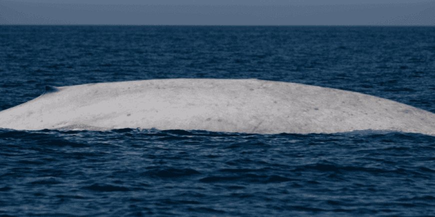 Un gigante blanco en Loreto: el avistamiento sin precedentes de una ballena azul albina