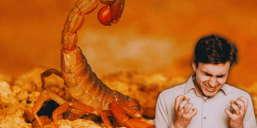 Alacranes en México: desmontando mitos peligrosos ante la temporada de calor