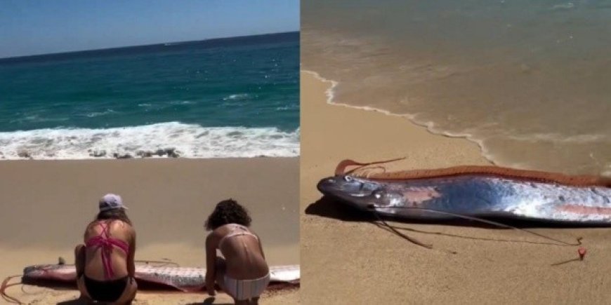 Avistamiento de peces remo en México reaviva mitos y reflexiones científicas