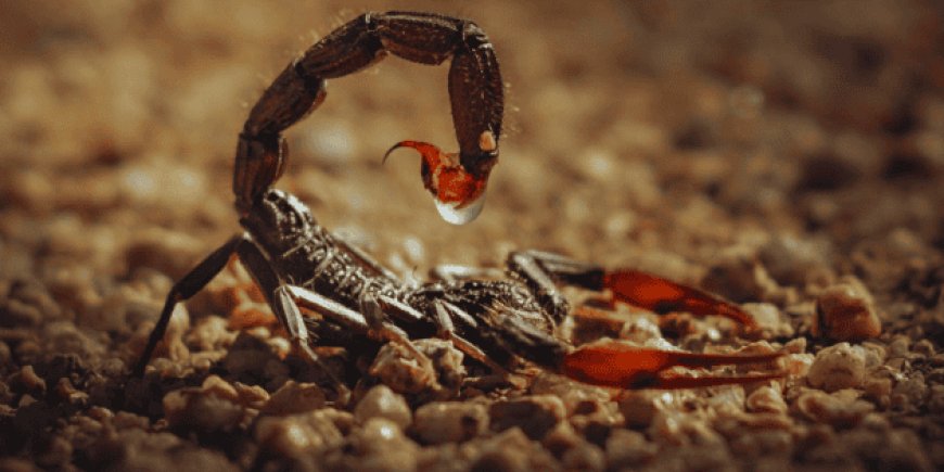 La amenaza real del alacrán en México: una entre 221 especies requiere atención
