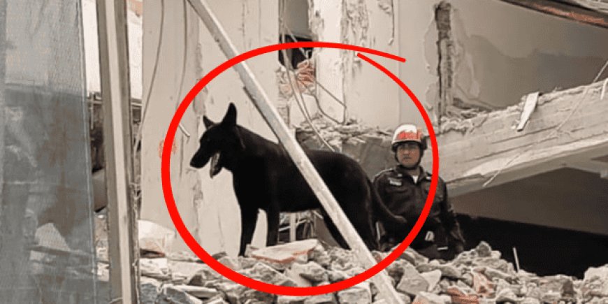 Togo, el binomio canino que marcó un hito en el rescate tras el derrumbe de San Antonio Abad