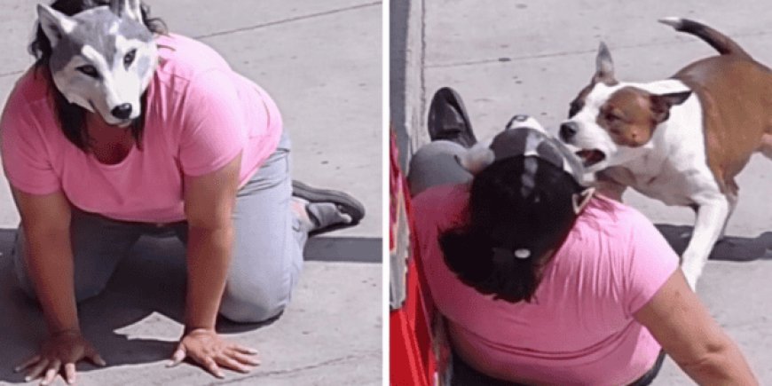 El video viral de un ataque canino que expone los desafíos de la inteligencia artificial