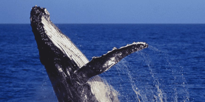 La cancelación del proyecto Vista Pacífico LNG reaviva el debate desarrollo-conservación