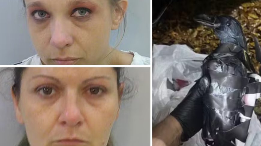 La innovación delictiva: drones camuflados como aves para contrabando carcelario