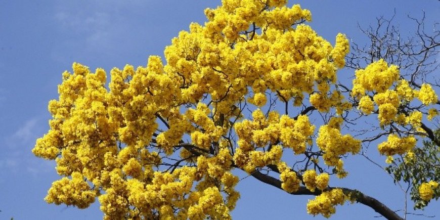 De Floricienta a fenómeno global: cómo una telenovela dicta rituales afectivos