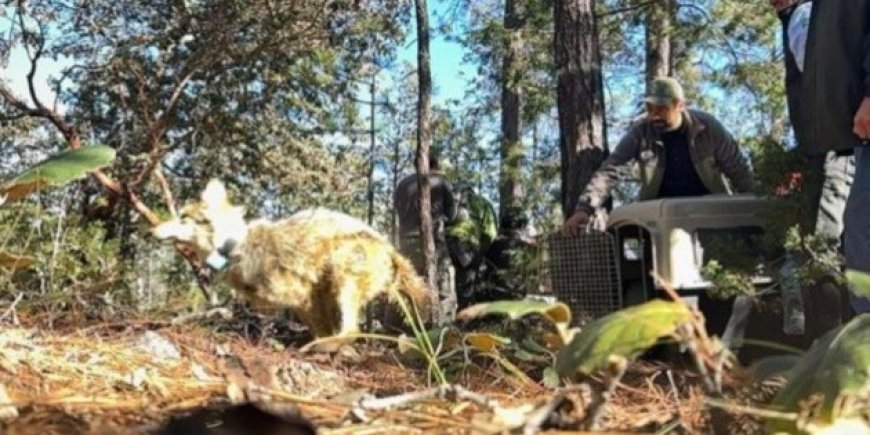 El lobo mexicano regresa a la Sierra Madre Occidental tras medio siglo de ausencia