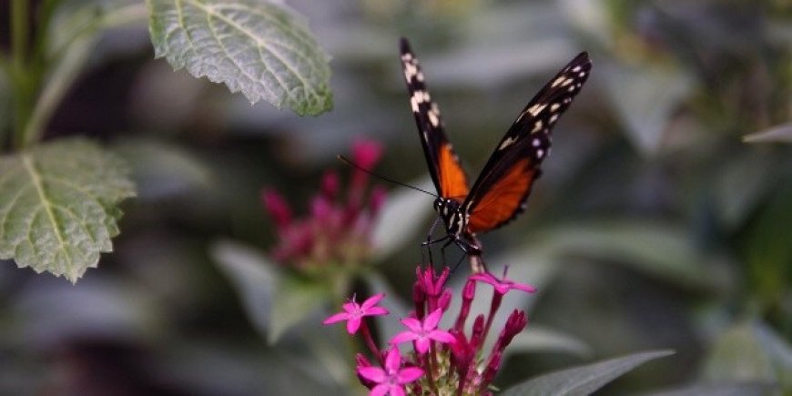 La mariposa monarca recupera terreno en México, pero persisten amenazas transfronterizas