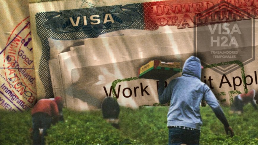EE.UU. ajusta visas agrícolas H-2A ante crisis laboral, modificando salarios y requisitos