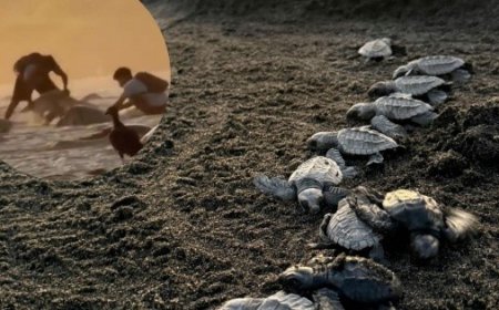 La urgente necesidad de proteger a las tortugas en Oaxaca