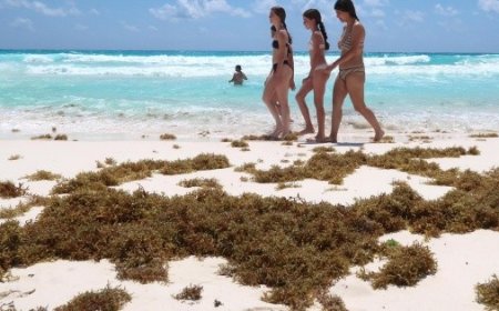 Estrategias efectivas contra el sargazo en Quintana Roo