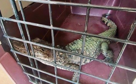 La lucha contra el tráfico de fauna exótica en redes sociales