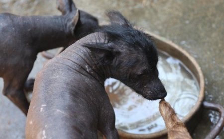 El Xoloitzcuintle: Un símbolo nacional que merece su día