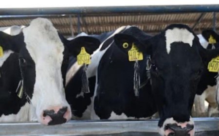 Chiapas enfrenta la plaga del gusano barrenador con un plan de acción contundente