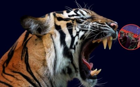 Tigre se salta la malla de seguridad en un circo y se avienta sobre el público | VIDEO