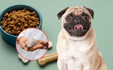 Retiran de forma URGENTE un famoso ALIMENTO PARA PERRO tras relacionarlo con casos de raquitismo
