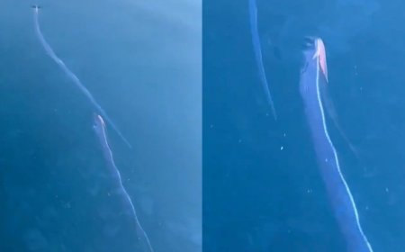 Captan peces remo nadando en costas de Japón previo al terremoto magnitud 7.7 | VIDEO