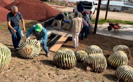 Profepa asegura 33 biznagas de hasta 70 años de edad extraídas ilegalmente en Hidalgo
