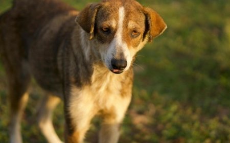 La VERDADERA historia detrás del Perro Caramelo, la nueva raza mexicana