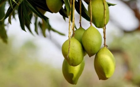 Baja producción de mango en Nayarit deja pérdidas; aún no hay una causa científica clara