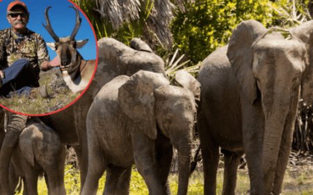 La trágica muerte de un millonario cazador y la ética del safari