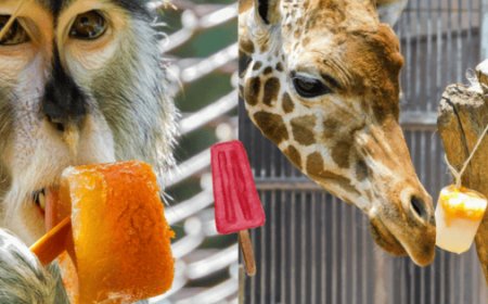 Cómo los zoológicos de CDMX ayudan a los animales a sobrellevar el calor