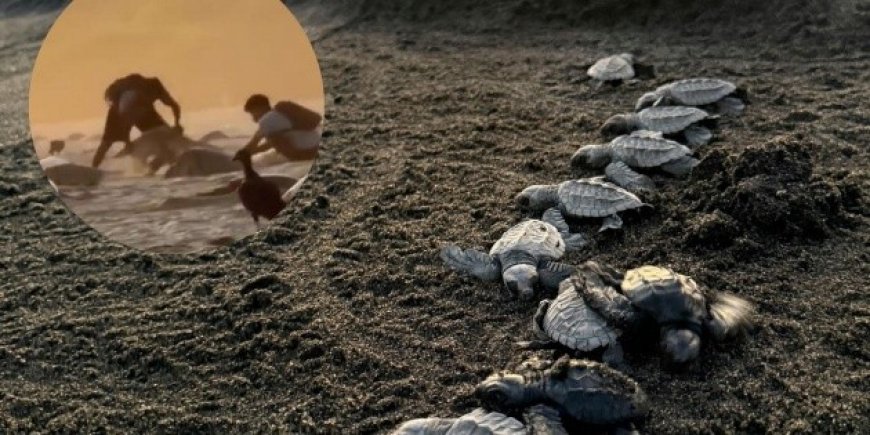 La urgente necesidad de proteger a las tortugas en Oaxaca