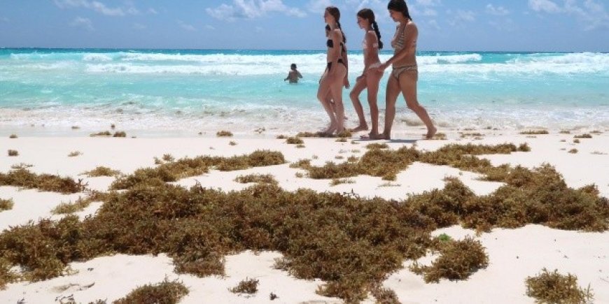Estrategias efectivas contra el sargazo en Quintana Roo