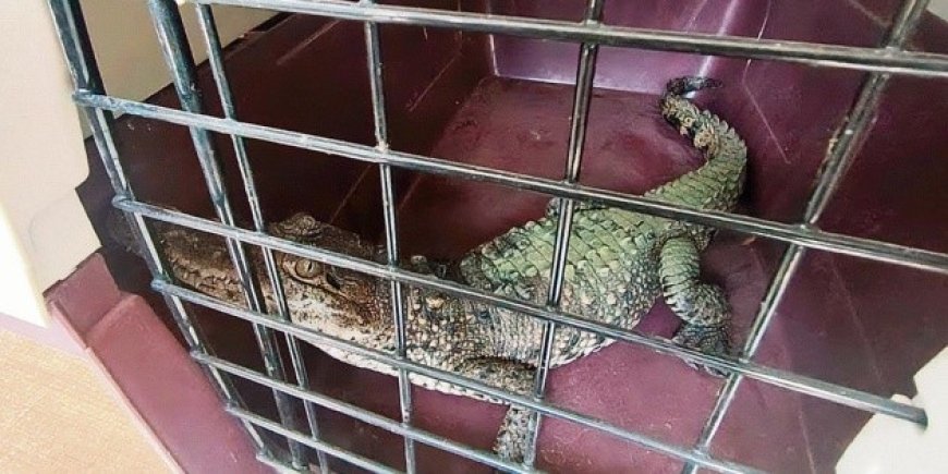 La lucha contra el tráfico de fauna exótica en redes sociales