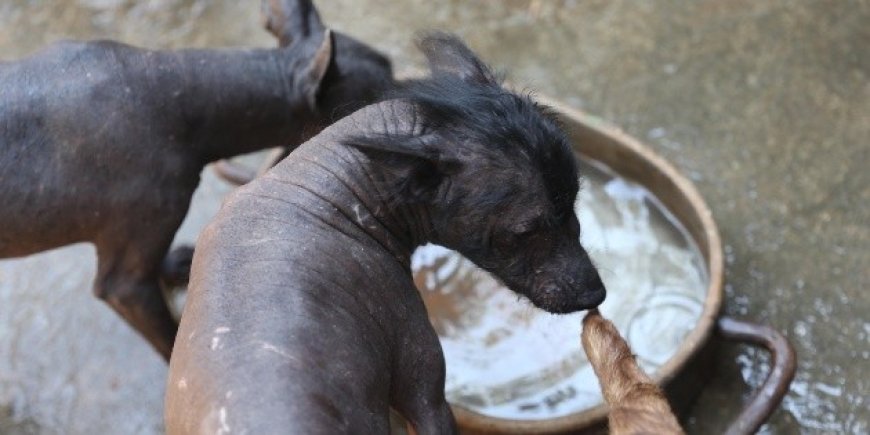El Xoloitzcuintle: Un símbolo nacional que merece su día