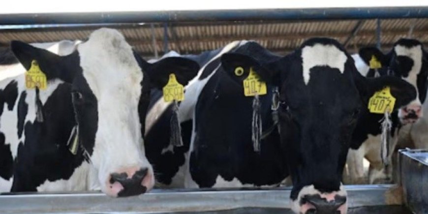 Chiapas enfrenta la plaga del gusano barrenador con un plan de acción contundente