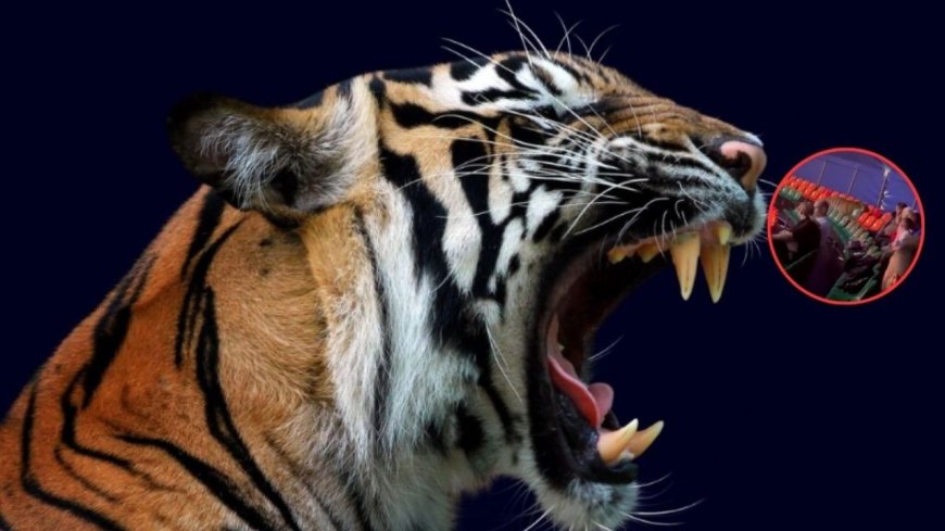Tigre se salta la malla de seguridad en un circo y se avienta sobre el público | VIDEO