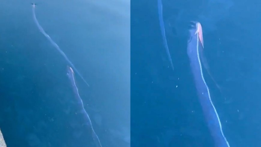 Captan peces remo nadando en costas de Japón previo al terremoto magnitud 7.7 | VIDEO