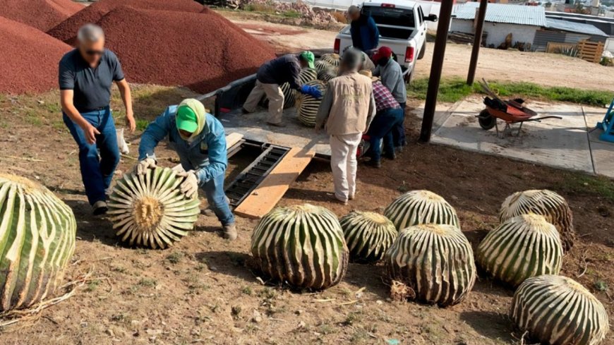 Profepa asegura 33 biznagas de hasta 70 años de edad extraídas ilegalmente en Hidalgo