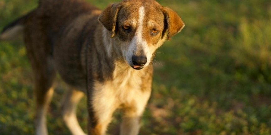 La VERDADERA historia detrás del Perro Caramelo, la nueva raza mexicana