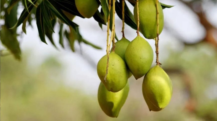 Baja producción de mango en Nayarit deja pérdidas; aún no hay una causa científica clara