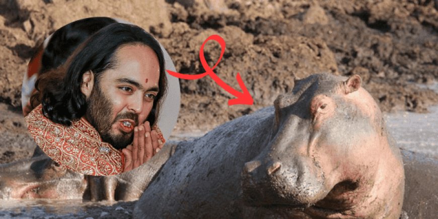 Anant Ambani y su intento de salvar los hipopótamos de Colombia