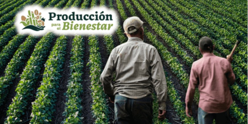 Producción para el Bienestar 2026: Conoce los montos y fechas clave