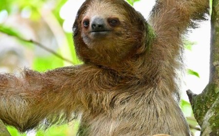 Tragedia en Sloth World: Mueren 31 perezosos y crece la indignación