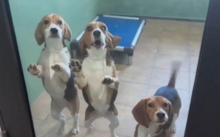 El rescate histórico de 1,500 Beagles: un nuevo comienzo tras años de sufrimiento