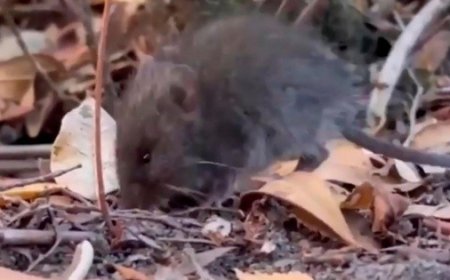 El colilargo: el ratón silvestre que trae preocupación por el hantavirus Andes